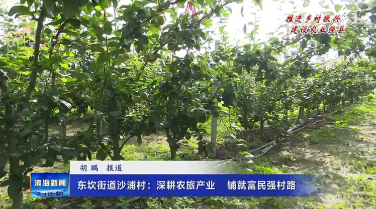 【推进乡村振兴建设农业强县】东坎街道沙浦村