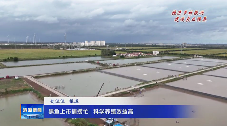 【推进乡村振兴  建设农业强县】黑鱼上市捕捞忙  科学养殖效益高