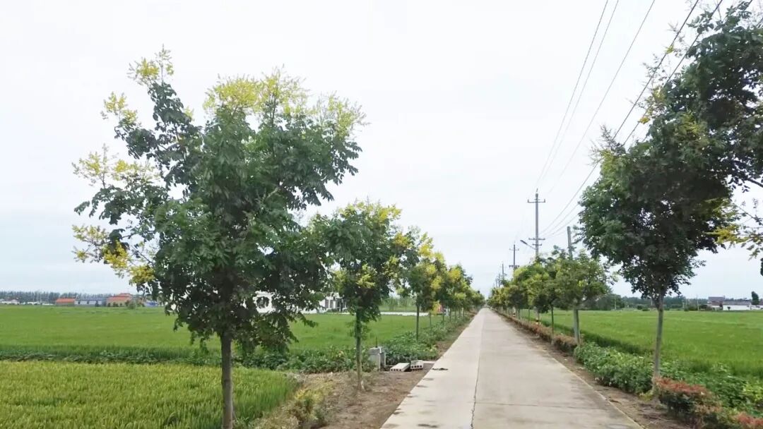 农村人居环境整治在行动 | 清元村：巧治“痛点”焕新颜