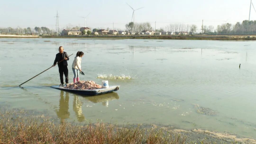 宝应新农人 | 吉洋：撑船抓蟹 + 直播带货，让宝应湖螃蟹香飘全国