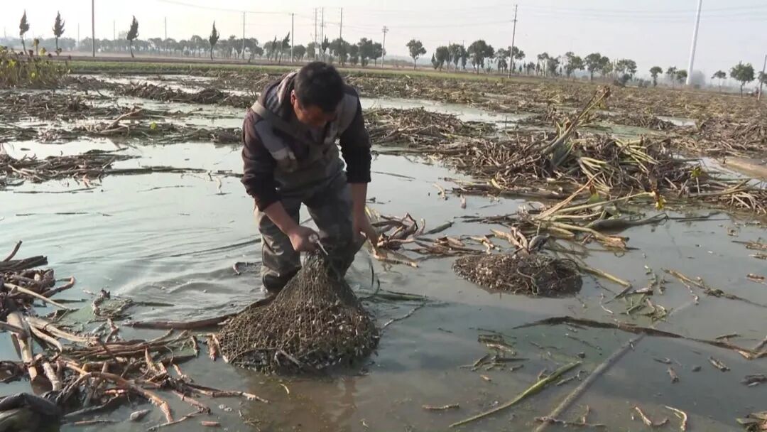 丰收季遇上直播间 花亭村慈姑俏销全国
