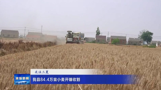 【關(guān)注三夏】我縣84.4萬畝小麥開鐮收割