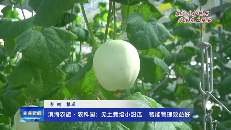 【推进乡村振兴 建设农业强县】滨海农旅·农