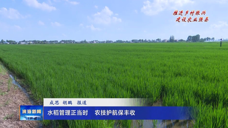 【推进乡村振兴建设农业强县】水稻管理正当时
